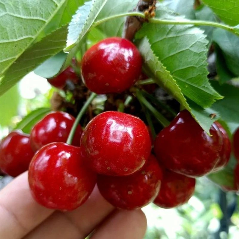 樱桃树苖大樱桃车厘子树苗盆栽地栽樱桃树苗庭院果树果苗当年结果