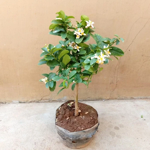 香水柠檬苗带花苞发货 柠檬树苗 柠檬果树苗 四季常青 柠檬树盆栽