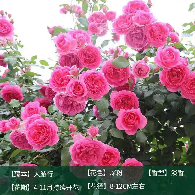 月季花一物一拍粉丝