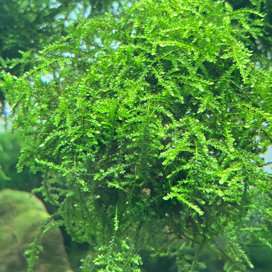 散装莫斯水草鱼缸造景水下叶阴性水草莫斯树懒人水草好养耐寒漂亮