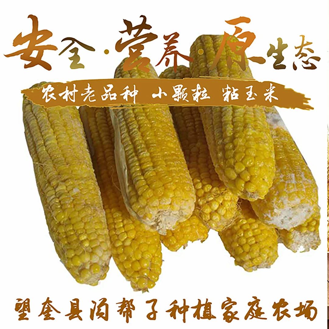 老品种速冻粘玉米无任何添加农家肥种颗粒饱满10个6斤散装包邮