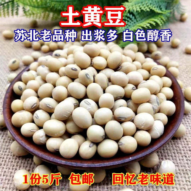 新黄豆农家自种老品种黄豆椭圆形土黄豆苏北黑脐大黄豆5斤包邮