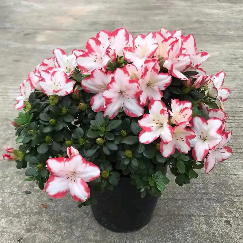 比利时西洋杜鹃彩钻红唇百合杜鹃花