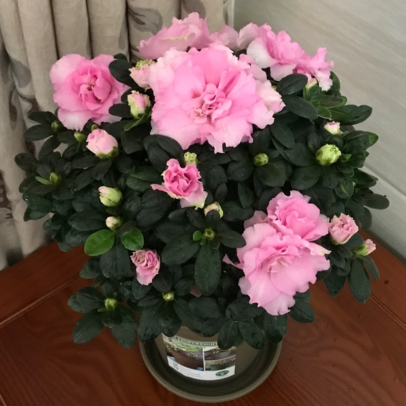 巴黎粉色好看西洋杜鹃花带花苞发货四季开花好养室内外盆栽花卉