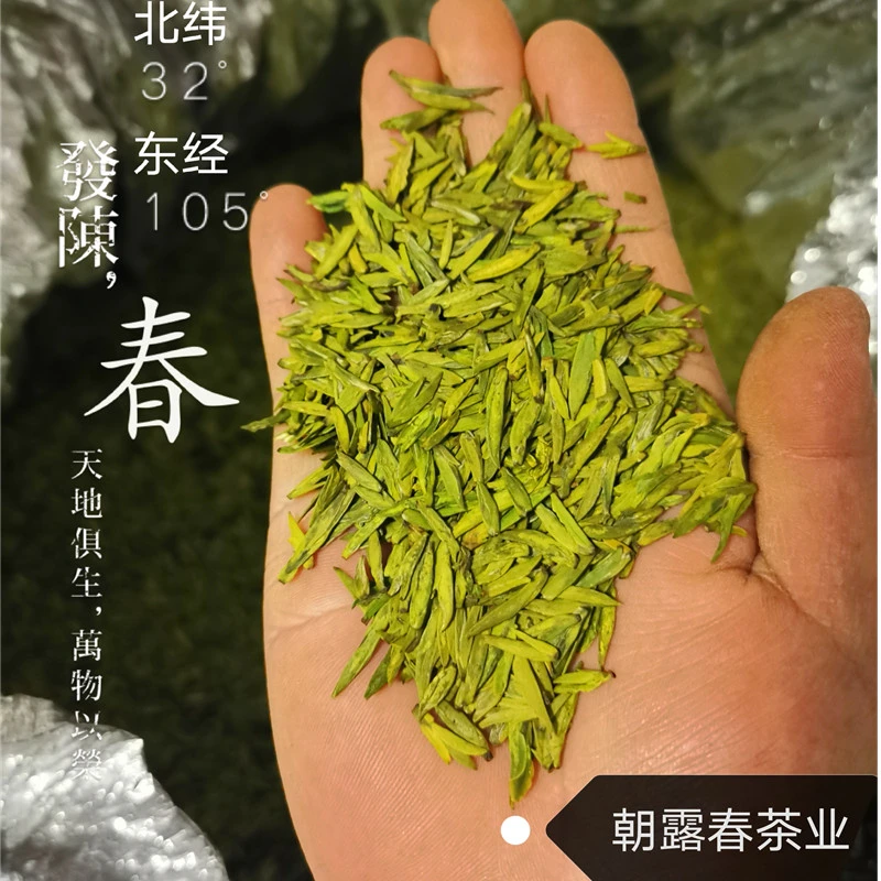 甘肃陇南龙井好喝茶叶2025新茶碧口李子坝明前龙井茶农直销包邮