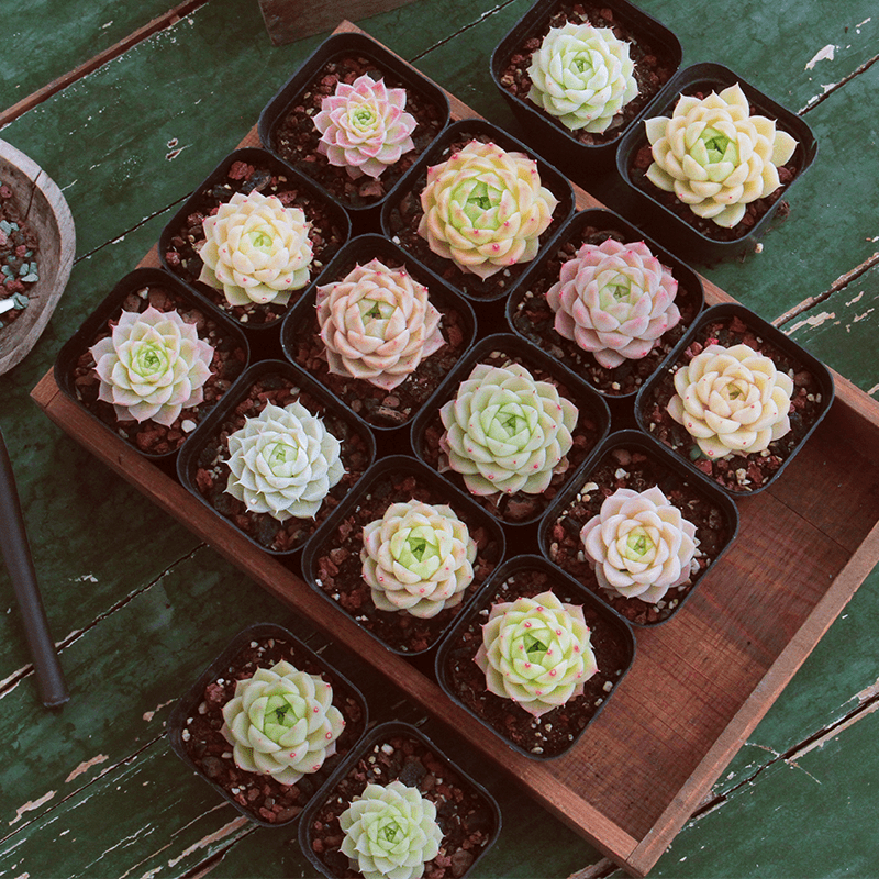 麦秆办公室内阳台奇异萌宠绿植园艺盆栽花卉庭院多肉植物