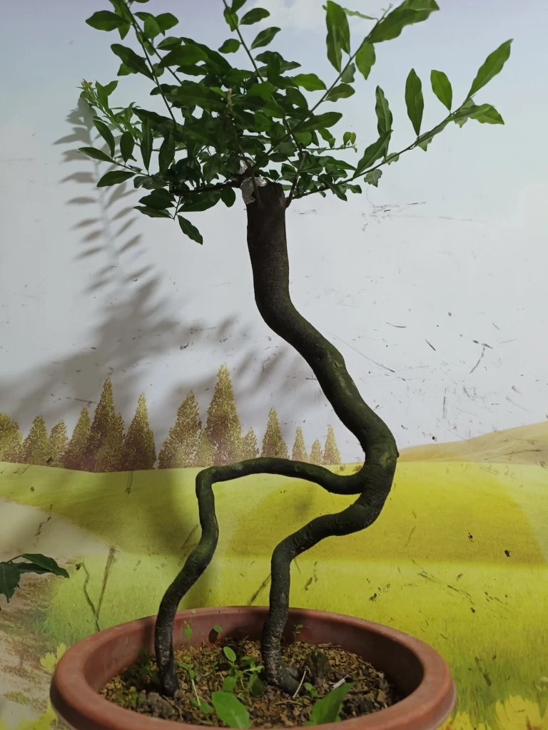 灌木金弹子盆景，熟庄，，