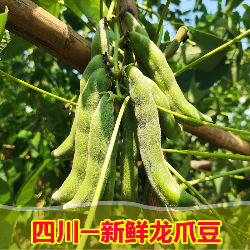 【四川龙爪豆】狗爪豆猫猫豆狗儿豆四川无硬壳老虎豆毛豆新鲜
