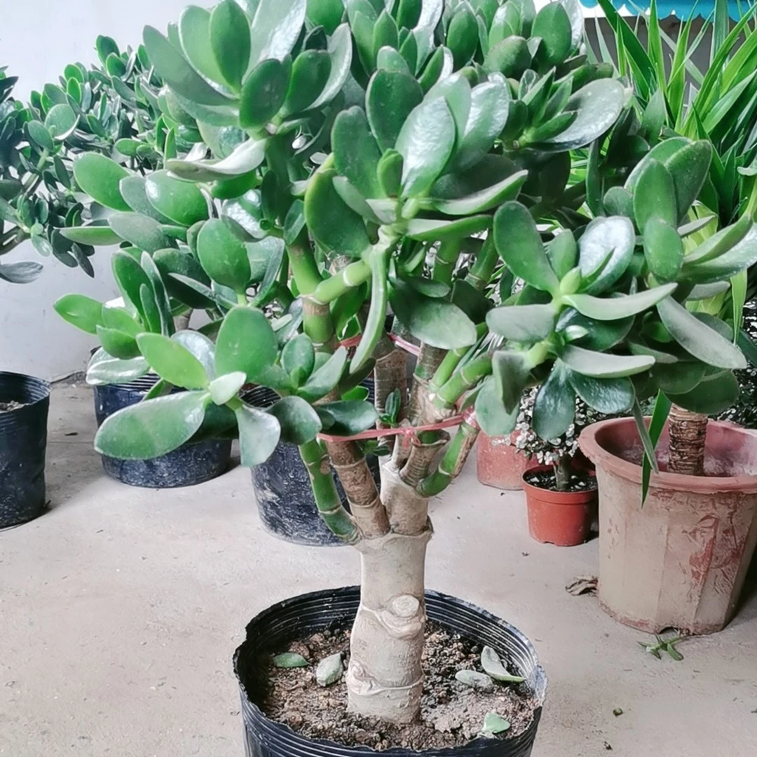 独杆大老桩玉树土球发货