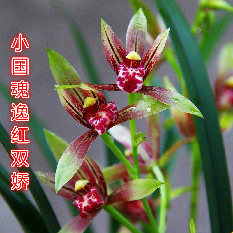 建兰浓香小国魂逸红双娇夏季带花苞客厅阳台兰花苗绿植盆栽