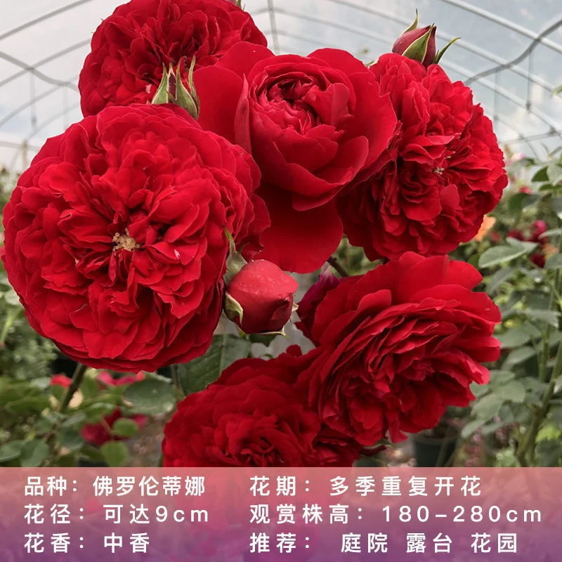 佛罗伦蒂娜月季花苗观赏阳台盆栽开花浓香庭院花苗爬藤花香