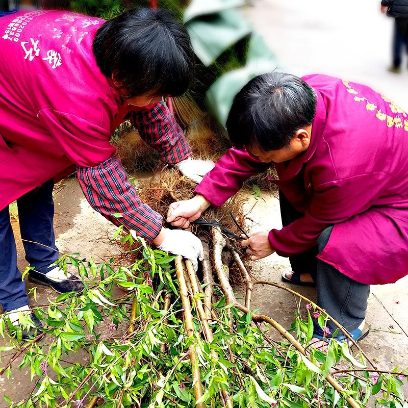 鹰嘴蜜桃河源连平上坪嫁接苗庭院绿植花园植物花盆栽（基地专用）