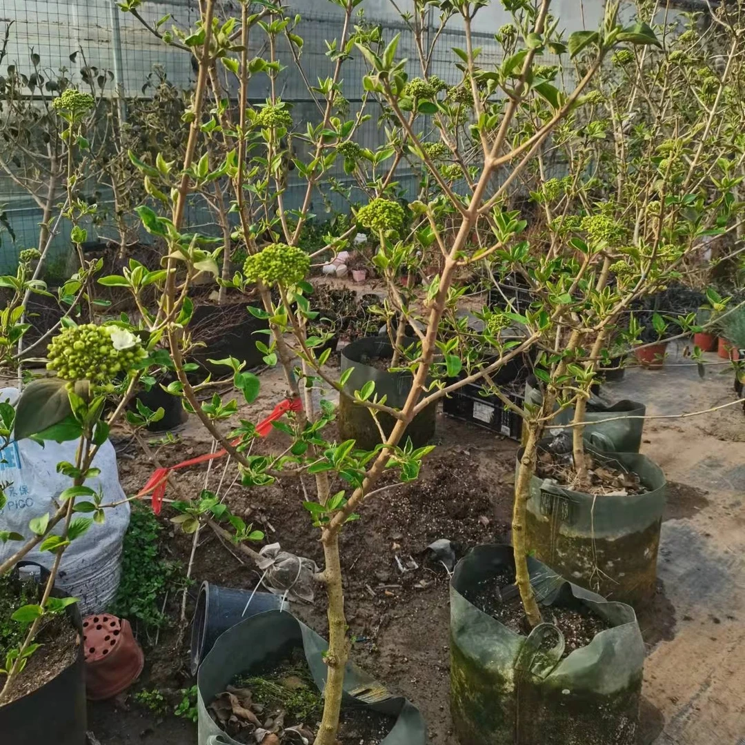 中华木绣球大花斗球阳台庭院喜阳耐寒耐旱一物一拍高端植物