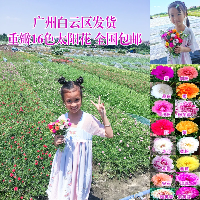 【枝条选色】重瓣太阳花花苗宿根带花苞易活好养耐热盆栽