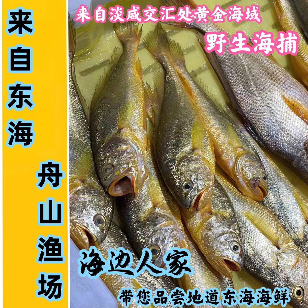 （顺丰）浙江舟山东海细鳞大黄鱼急冻锁鲜发货