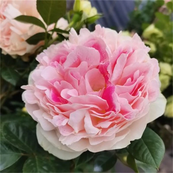 【3颗包邮】假日岛芍药/根西月季玫瑰花苗盆栽多季勤花盆栽浓香