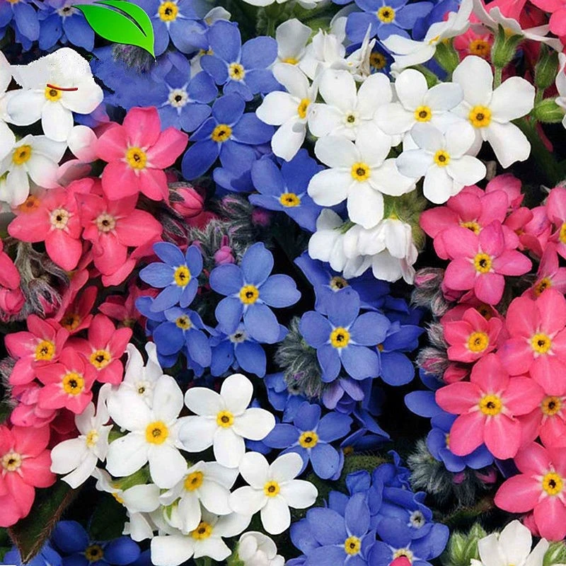 勿忘我花种四季播种易种盆栽阳台庭院花卉种子花草种子春季种植