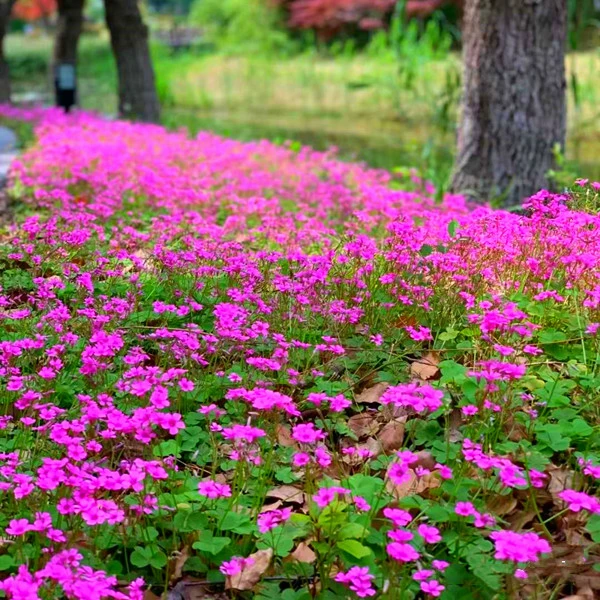 四叶草种子四叶幸运草四季可种草坪绿化种植花草种子易种景观