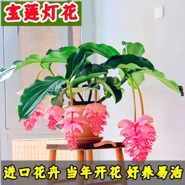 进口宝莲灯花种子可盆栽四季开花美丁花室内观赏花宝莲灯花籽