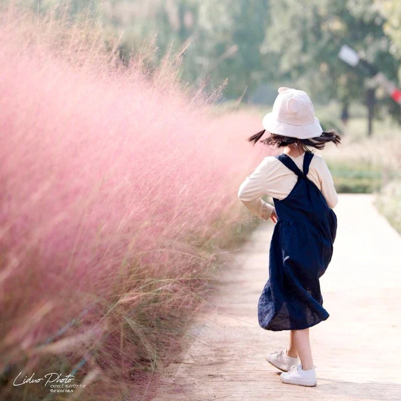 粉乱子草种子庭院花卉观赏四季播易乱子毛芒粉黛草种花海多年生
