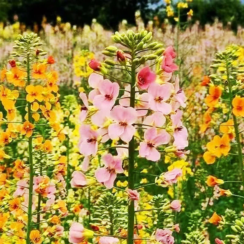 黄色/彩色油菜花种子七彩油菜籽耐寒室外庭院景观花海花草种籽