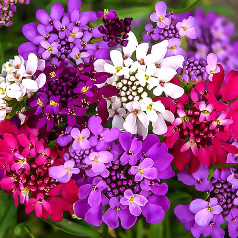 蜂室花种子屈曲花景观园林园艺鲜花种子四季播种庭院