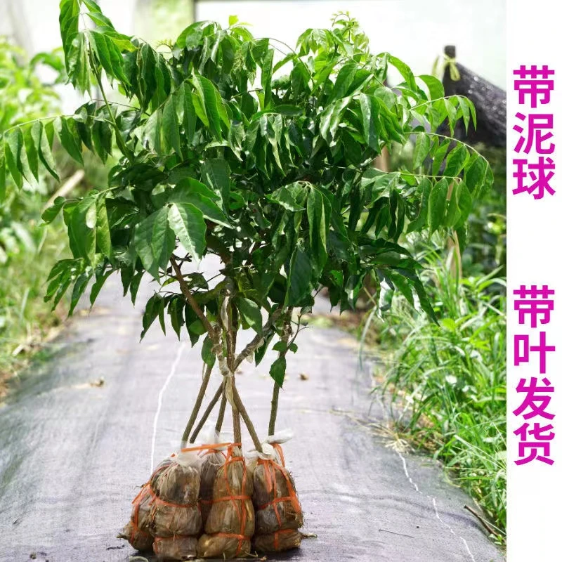 耐寒优质贵妃嫁接黄皮树苗无核结果鸡心黑金南方黄皮果树苗紫肉