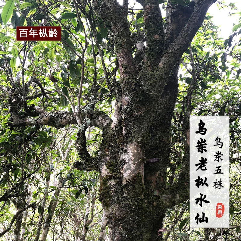 【乌岽老枞水仙单丛】 岽兴单丛 五株乌岽百年古树 100g