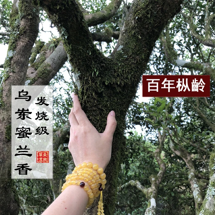 【发烧级乌岽蜜兰香单丛】125g/500g 岽兴单丛 乌岽百年古树