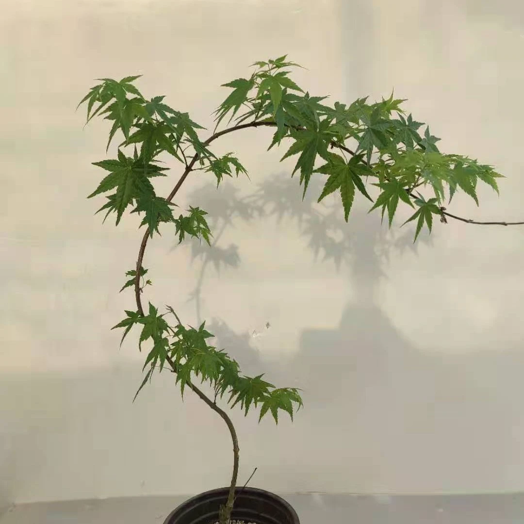 枫树罗汉竹盆栽，一物一拍（直播专用）