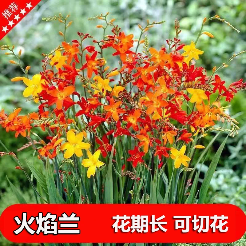火焰兰火星花大种球超长花期多年生庭院花卉盆栽地栽易活好养切花