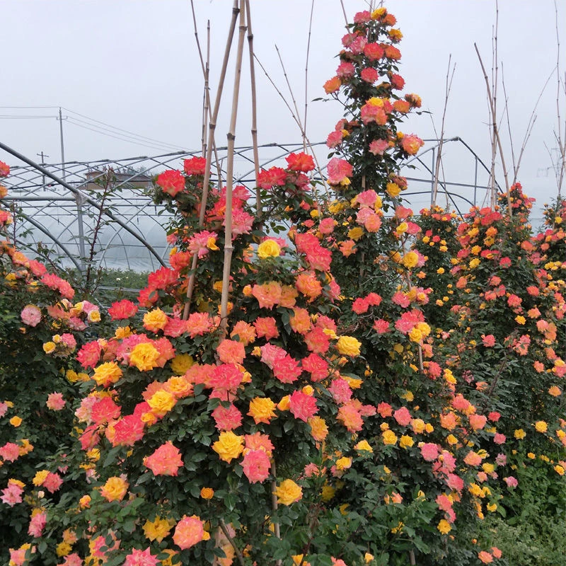 【高贵变色藤彩虹】爬藤攀援植物 阳台庭院种植 全国包邮