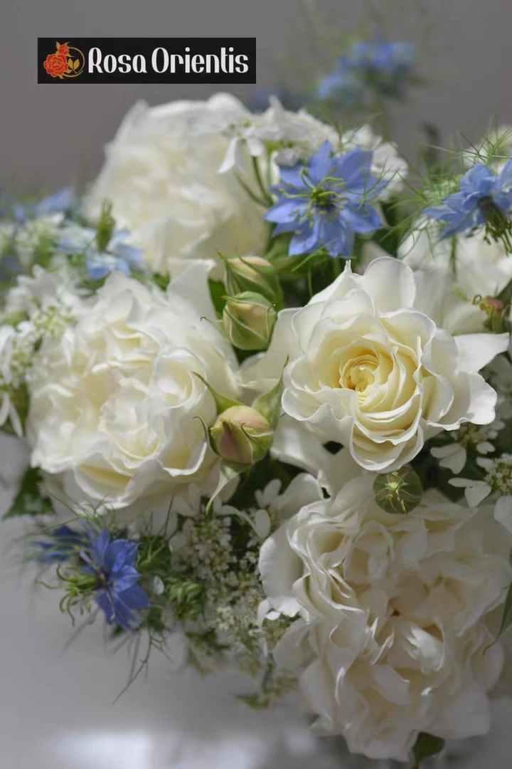 玫瑰半岛 雪野一梦 奶油泡芙 木村卓功授权白色系月季