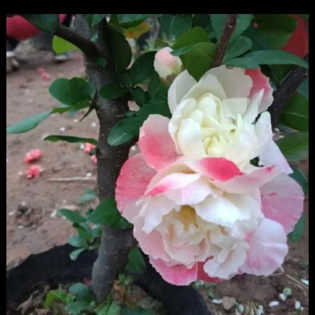 大花彩玉海棠盆栽好养花卉阳台庭院植物观赏花卉渐变色冬季栽培
