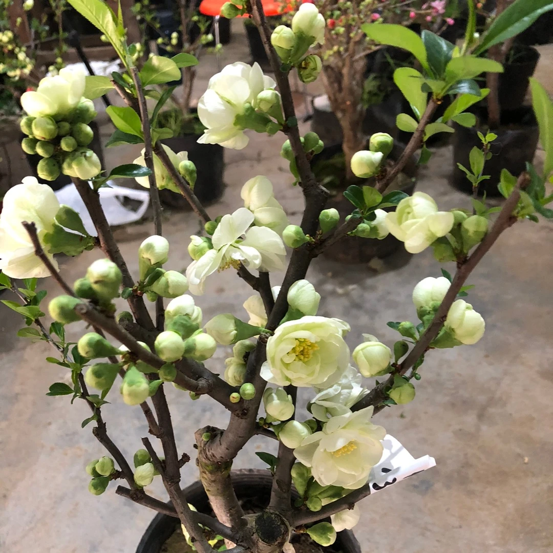 绿海棠绿宝石，银长寿，盆栽阳台植物庭院花卉耐寒植物观花花卉