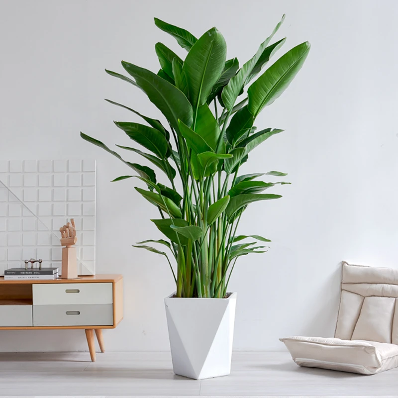 1.5-1.8米天堂鸟大型植物客厅办公室净化空气大叶子鹤望兰盆栽