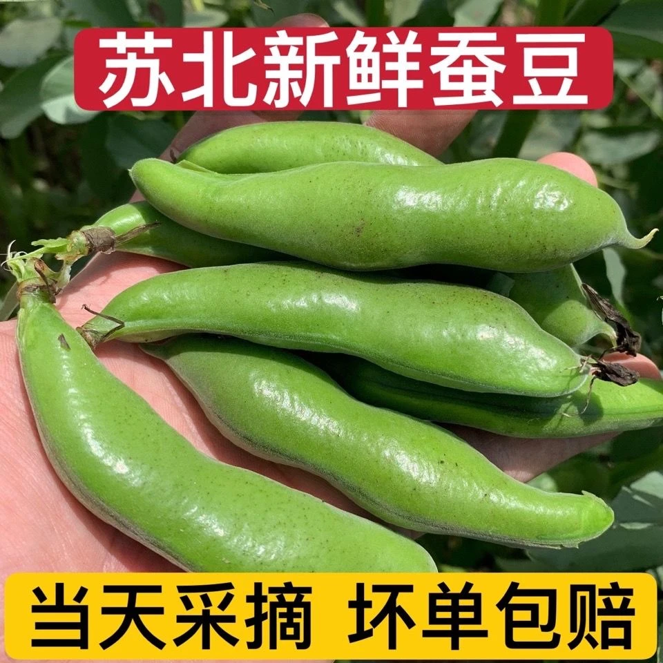 【顺丰包邮）苏北农家新鲜蚕豆自种带壳青蚕豆米现摘现发5斤包邮