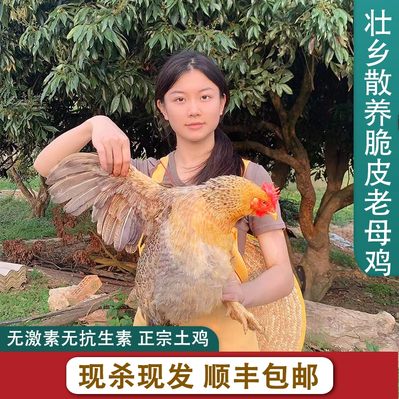 400天高山粮食散养脆皮老母鸡 手工宰杀 米白皮真空净重2.8斤左右