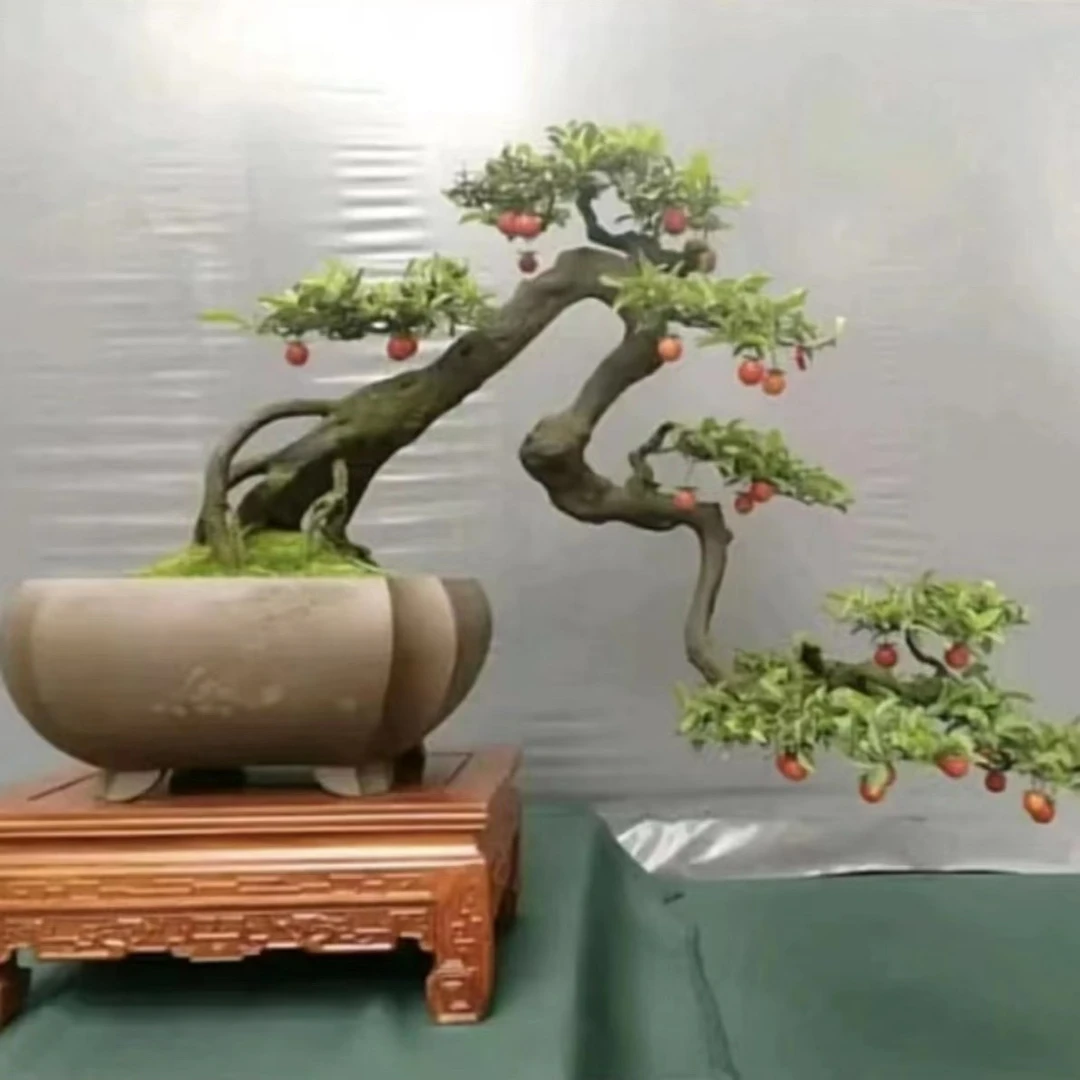 金弹子绿植人工培植