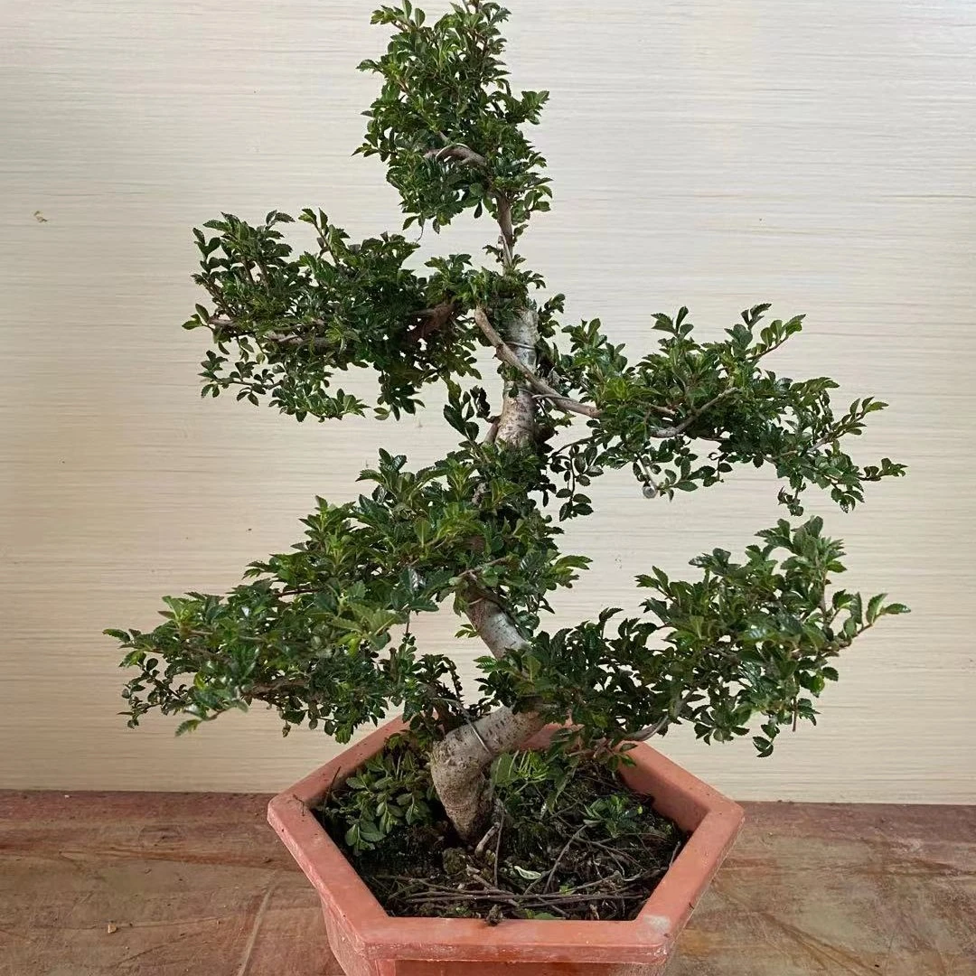 小叶榆树盆景好养花卉植物盆栽室内外绿植四季常青客厅造型老桩