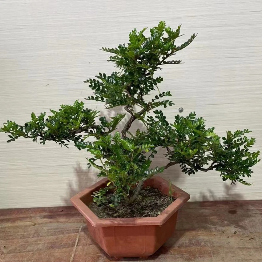 《驱蚊虫》清香胡椒木老桩造型净空气提神四季常青观叶植物春季