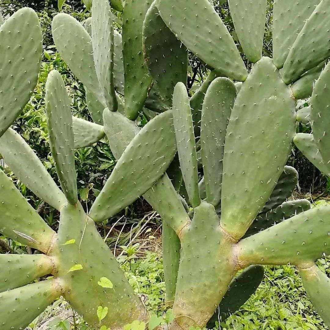 仙人掌叶片野生食用仙人掌种植嫁接仙人掌果苗约3-10片成活率高