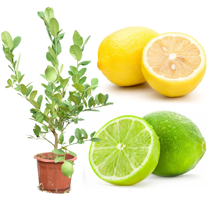 广东香水柠檬苗台湾四季香水柠檬树苗阳台盆栽尤力克柠檬苗嫁接苗