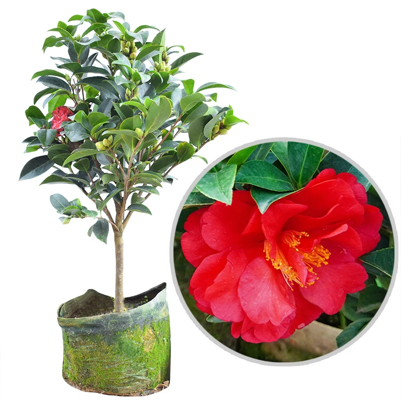 茶花苗盆栽防城金花茶树苗阳台室内绿植花卉 茶花大树苗 四季茶花