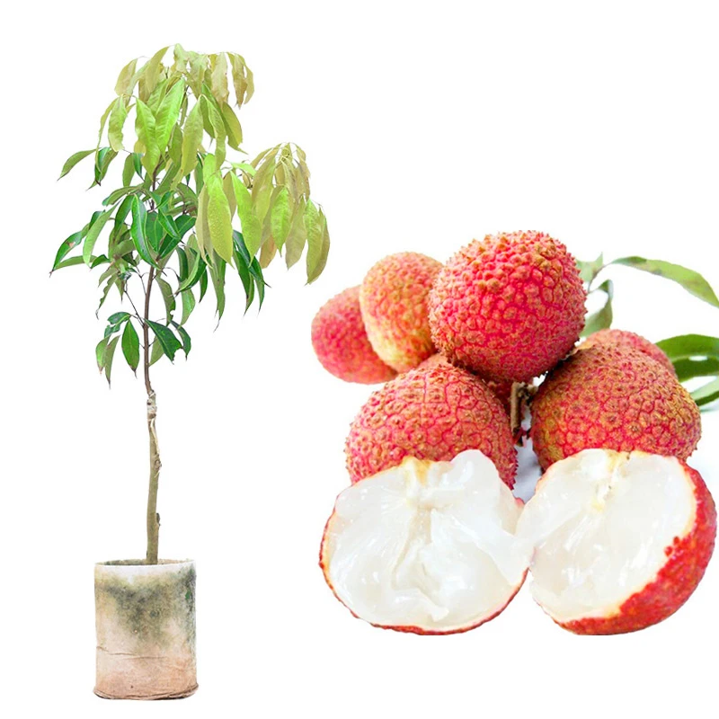 荔枝苗 仙进奉荔枝苗 妃子笑无核桂味荔枝树苗当年结果嫁接大树苗