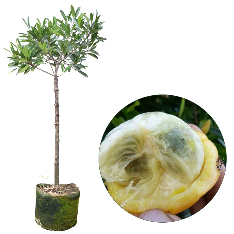 山竹苗阿恰恰山竹树苗果树苗盆栽地栽嫁接山竹树苗 当年结果