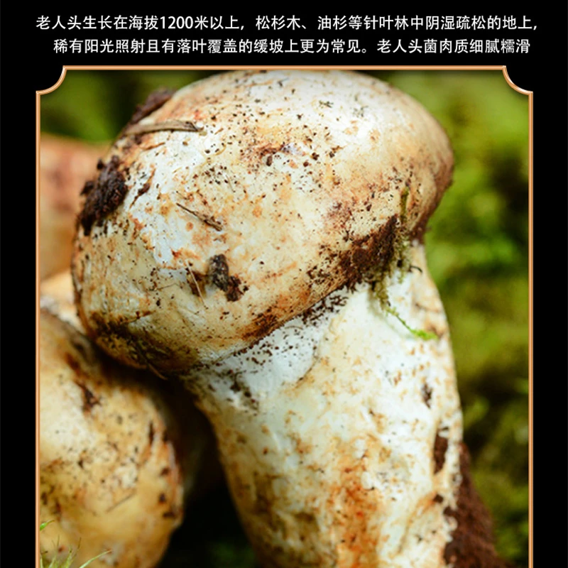 云南野生菌老人头菌现新鲜直达肉质鲜美包邮农家鲜嫩深山产地美味