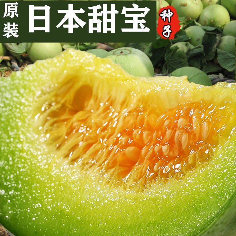 【原装】日本甜宝甜瓜种子春季薄皮高糖四季高产早熟香瓜水果种子