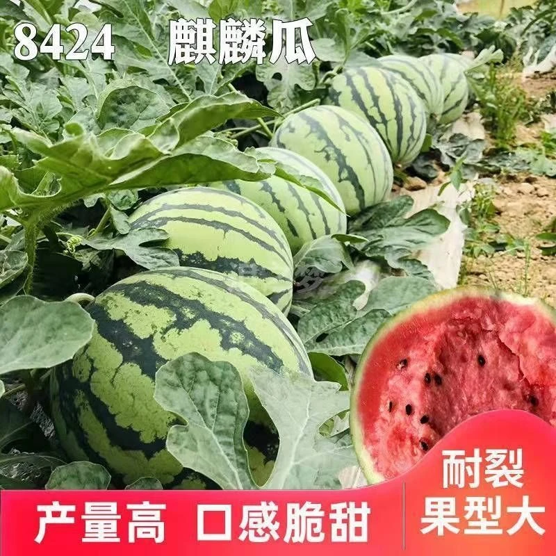 拍3送1麒麟王西瓜种子薄皮早熟超甜西瓜种子庭院种植麒麟西瓜种子