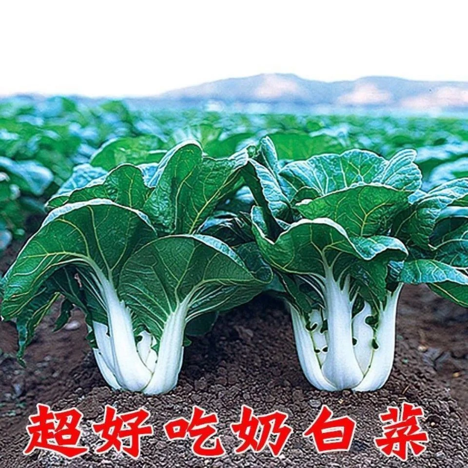 【24小时发货】矮脚奶白菜种子四季种植小白菜奶油白菜阳台庭院蔬菜